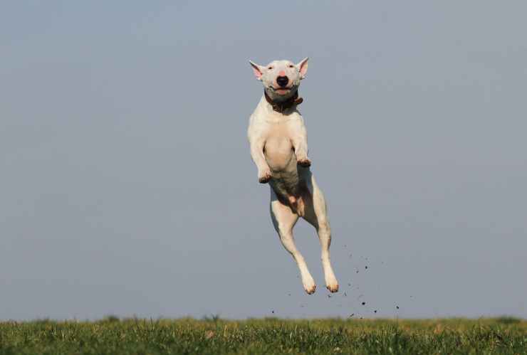 dog-training-joy-fun-159692.jpeg